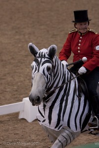 Lusitano Breed Society of Great Britain Show - Hartpury College - 27th June 2009